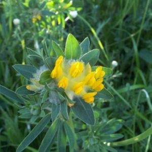 Photographie n°226943 du taxon Anthyllis vulneraria L. [1753]