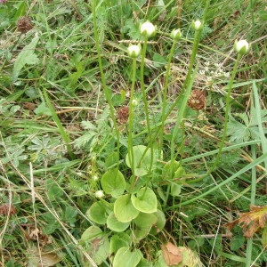 Photographie n°226944 du taxon Parnassia palustris L. [1753]