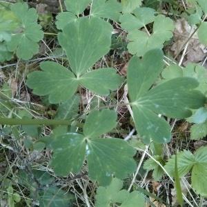 Photographie n°226953 du taxon Aquilegia vulgaris L. [1753]