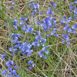 Photographie n°226972 du taxon Polygala vulgaris L. [1753]