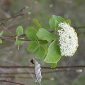 Photographie n°226973 du taxon Viburnum lantana L. [1753]