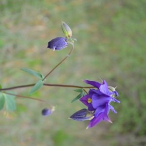 Photographie n°226976 du taxon Aquilegia vulgaris L. [1753]