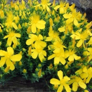 Photographie n°226995 du taxon Hypericum perforatum L. [1753]