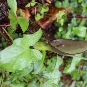 Photographie n°227028 du taxon Arum maculatum L. [1753]