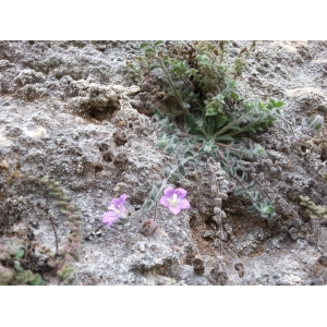 Campanula mollis L.