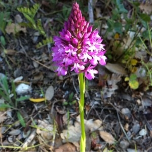 Photographie n°227071 du taxon Anacamptis pyramidalis (L.) Rich. [1817]