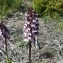   - Orchis purpurea Huds. [1762]