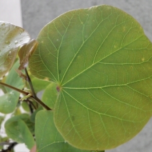 Photographie n°227107 du taxon Cercis siliquastrum L. [1753]