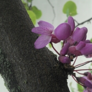 Photographie n°227108 du taxon Cercis siliquastrum L. [1753]