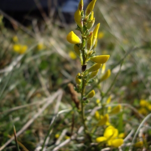 Photographie n°227141 du taxon Cytisus decumbens (Durande) Spach [1845]