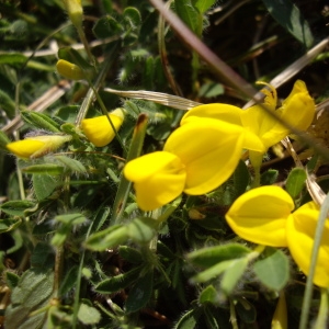 Photographie n°227142 du taxon Cytisus decumbens (Durande) Spach [1845]