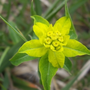 Photographie n°227145 du taxon Euphorbia brittingeri Opiz ex Samp. [1914]