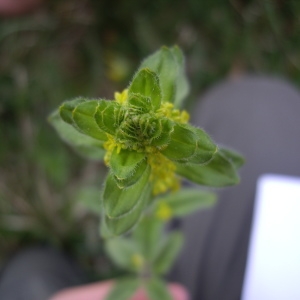 Photographie n°227149 du taxon Galium cruciata (L.) Scop. [1771]