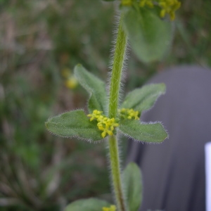 Photographie n°227151 du taxon Galium cruciata (L.) Scop. [1771]