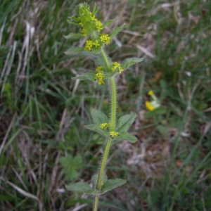 Photographie n°227152 du taxon Galium cruciata (L.) Scop. [1771]