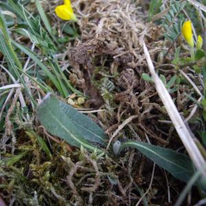 Photographie n°227157 du taxon Hieracium pilosella L. [1753]