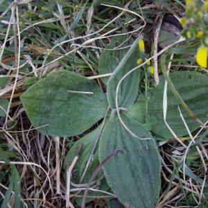 Photographie n°227191 du taxon Plantago media L. [1753]