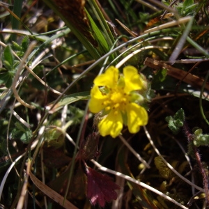 Photographie n°227203 du taxon Potentilla verna L. [1753]