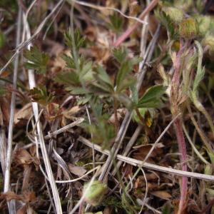 Photographie n°227209 du taxon Potentilla verna L. [1753]