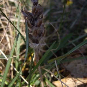 Photographie n°227214 du taxon Prunella vulgaris L. [1753]