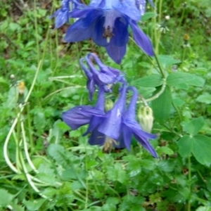 Photographie n°227216 du taxon Aquilegia vulgaris L. [1753]