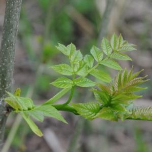 Photographie n°227222 du taxon Fraxinus excelsior L. [1753]