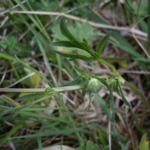 Photographie n°227230 du taxon Ranunculus bulbosus L. [1753]