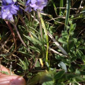 Photographie n°227247 du taxon Veronica prostrata L. [1762]