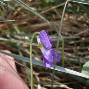 Photographie n°227256 du taxon Viola hirta L. [1753]