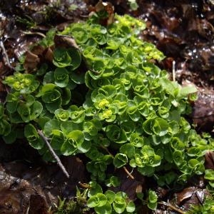 Photographie n°227261 du taxon Chrysosplenium oppositifolium L. [1753]