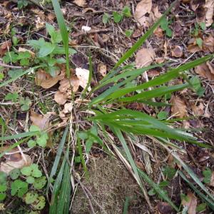 Photographie n°227264 du taxon Festuca altissima All. [1789]