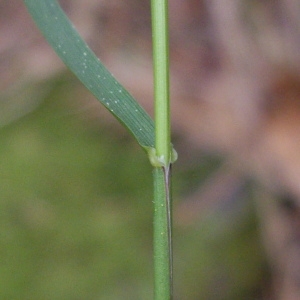 Photographie n°227265 du taxon Festuca altissima All. [1789]