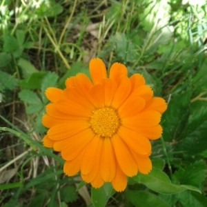 Photographie n°227299 du taxon Calendula officinalis L. [1753]