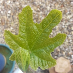 Photographie n°227306 du taxon Ficus carica L. [1753]