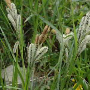 Photographie n°227357 du taxon Carex acutiformis Brot. [1804]