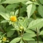  Alain Bigou - Bidens tripartita subsp. tripartita