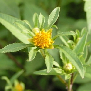 Photographie n°227376 du taxon Bidens tripartita subsp. tripartita