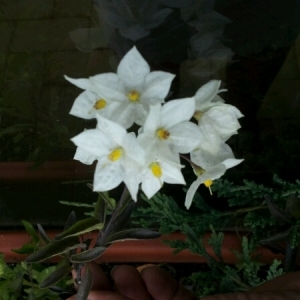 Photographie n°227452 du taxon Solanum jasminoides Paxton [1841]