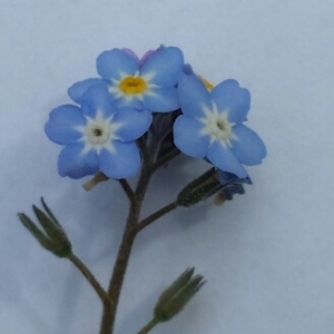 Photographie n°227468 du taxon Myosotis arvensis (L.) Hill [1764]