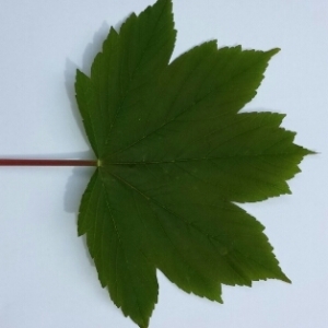 Photographie n°227471 du taxon Acer pseudoplatanus L. [1753]