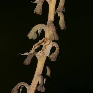 Photographie n°227479 du taxon Fumaria capreolata L. [1753]