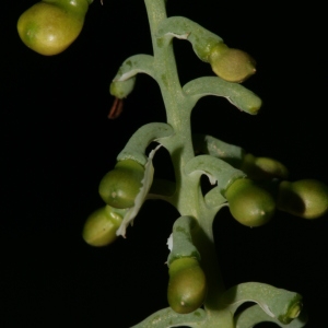 Photographie n°227480 du taxon Fumaria capreolata L. [1753]