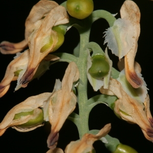 Photographie n°227482 du taxon Fumaria capreolata L. [1753]