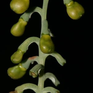 Photographie n°227484 du taxon Fumaria capreolata L. [1753]