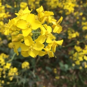 Photographie n°227495 du taxon Brassica napus L. [1753]