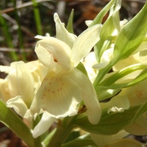 Photographie n°227502 du taxon Dactylorhiza sambucina f. sambucina