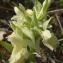  Genevieve Botti - Dactylorhiza sambucina f. sambucina