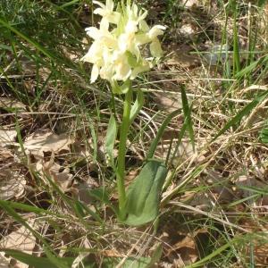 Photographie n°227505 du taxon Dactylorhiza sambucina f. sambucina