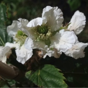 Photographie n°227509 du taxon Rubus fruticosus L. [1753]