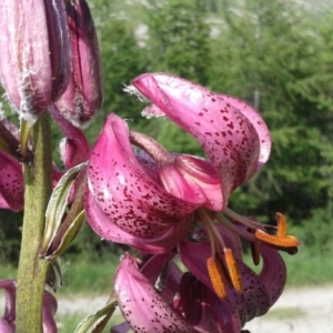 Photographie n°227519 du taxon Lilium martagon L.